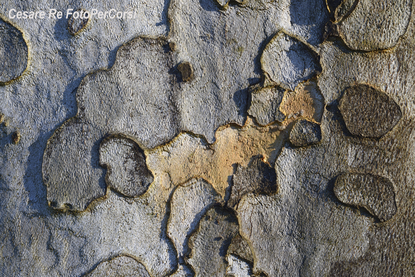 Corteccia. Parco del Ticino. Una texture pura. Nikon D800; Nikkor 60 micro; f 16; 1/160 di secondo; ISO 100; - 0,3 EV. Treppiede