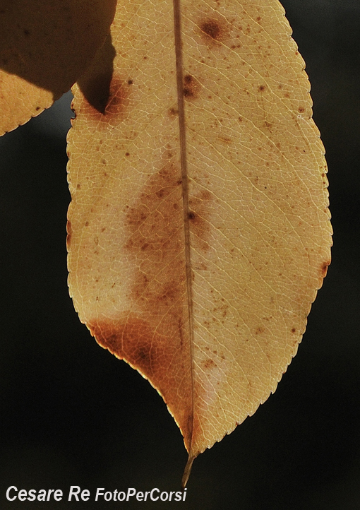 Anche la “materia” di una foglia è una texture. Misurazione spot sulla foglia, illuminata, e sottoesposizione per rendere lo sfondo più scuro. Nikon F5, Nikkor 80-200 2,8; f 11; 1/60 di secondo, - 0,3 EV; Treppiede.