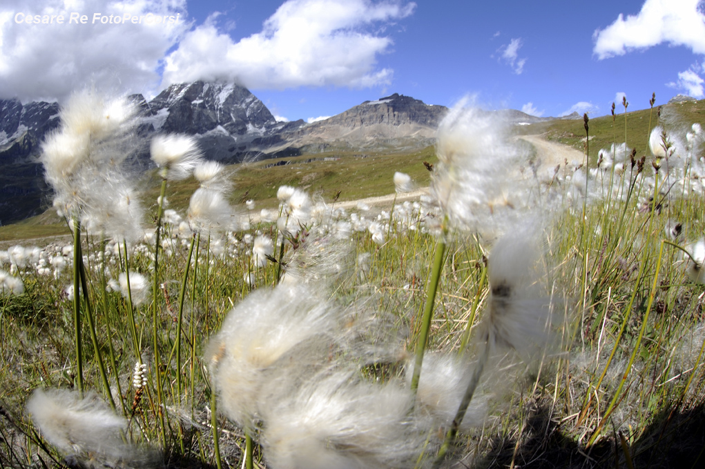 a volte si può sfruttare il vento come elemento creativo, rendendo il mosso dei fiori. Il vento può sporcare il sensore durante il cambio dell'ottica