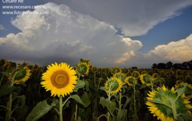 girasoli