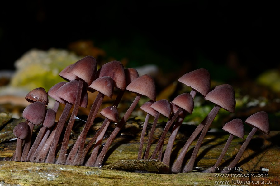 funghi