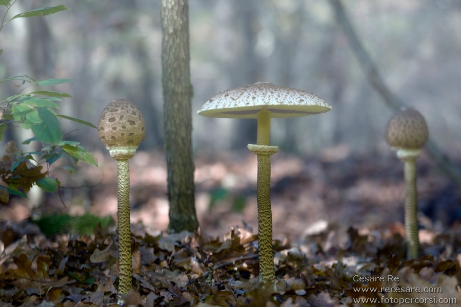 funghi mazze di tamburo