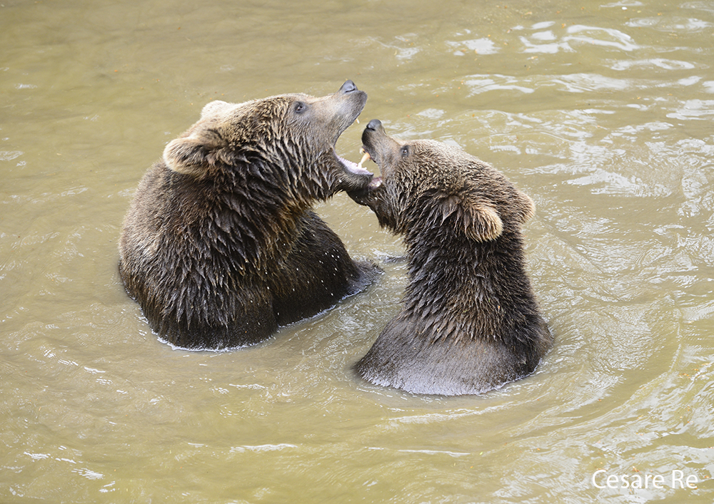 orso bruno 