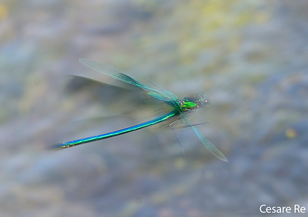 libellula damigella