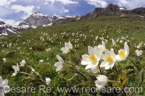 Gran Paradiso